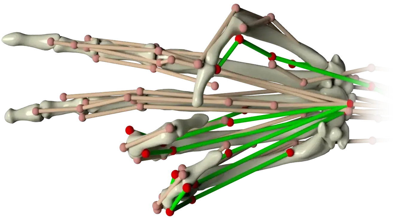 Musculoskeletal Structure